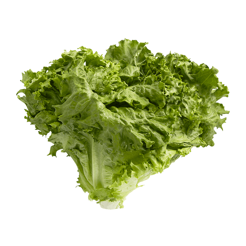 Laitue frisée